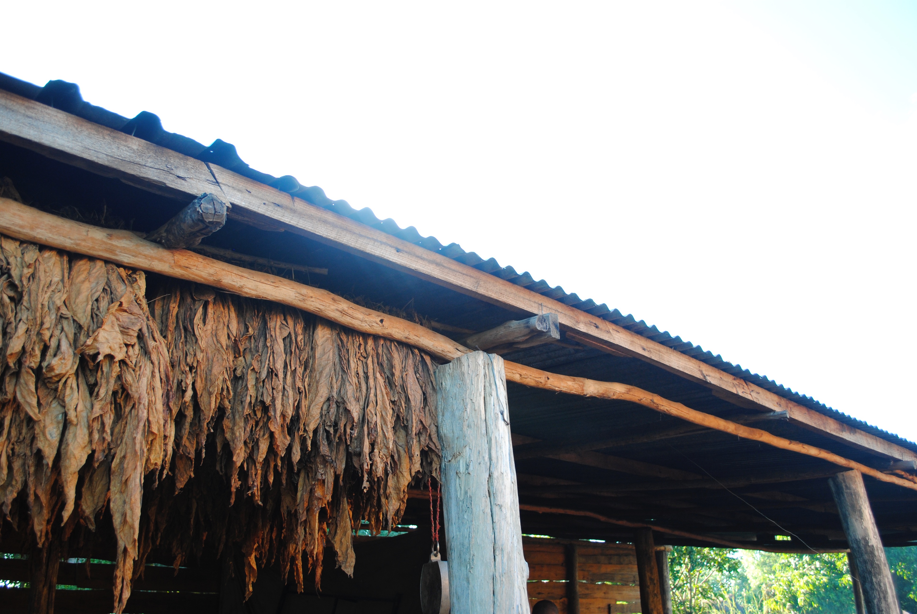 tobacco hanging to dry in Malawi, 2012